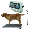 ͧ觹˹ѡѵ§ (Pet scale)  BW-7842  NAGTA ԡѴ 300 š ´ 50 